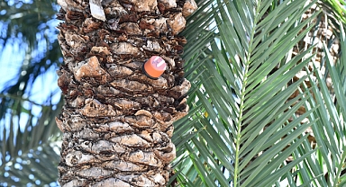 “Kırmızı palmiye böceğine” karşı yeni hamle