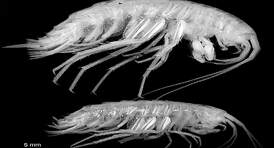 Türkiye’nin en derin 3’üncü mağarasında yeni bir yangıç türü keşfedildi