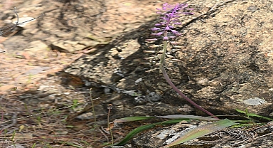 Balan Dağları’ndan yeni bitki türü “Balan Sümbülü”