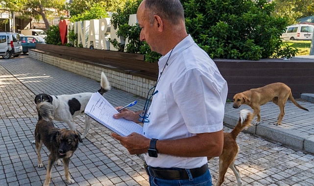 15 Bin Sahipsiz Köpek Tespit Edildi