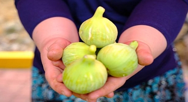 Festival rüzgarı Bozalan'dan esecek