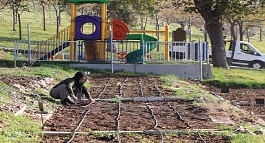 Mahalle bostanlarında kış dikimleri başladı