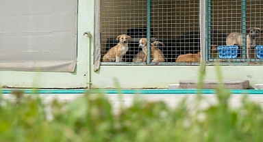 Can dostlar için Menemen'de rekor tedavi sayısına ulaşıldı