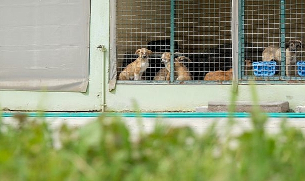Can dostlar için Menemen'de rekor tedavi sayısına ulaşıldı