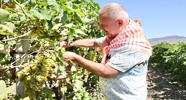 Menemen'de bağ bozumu gerçekleştirildi